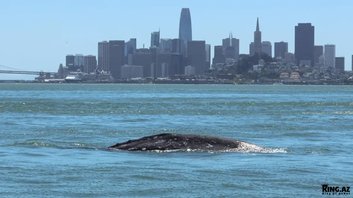 Alimlərdən həyəcan təbili: Balinalar təhlükə altındadır